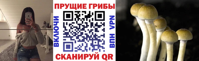 Купить  Благовещенск  Псилоцибиновые грибы Magic Shrooms 